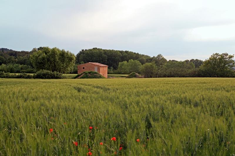 Mazet en Luberon en cours de rénovation avec platane centenaire